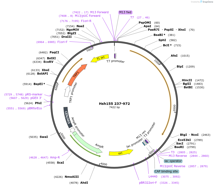 111992-plasmid-map-sequence-id-213738