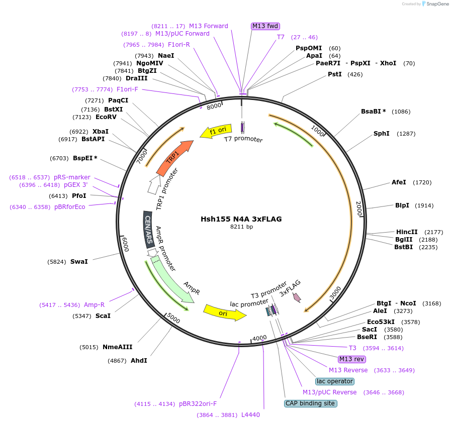 111975-plasmid-map-sequence-id-213742