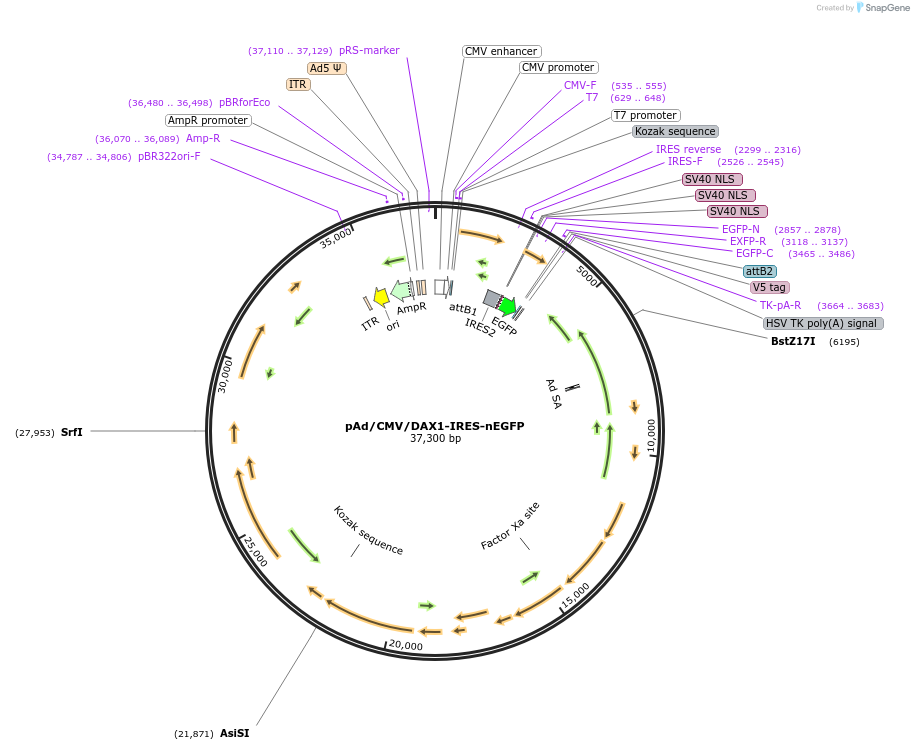 29752-plasmid-map-sequence-id-213749