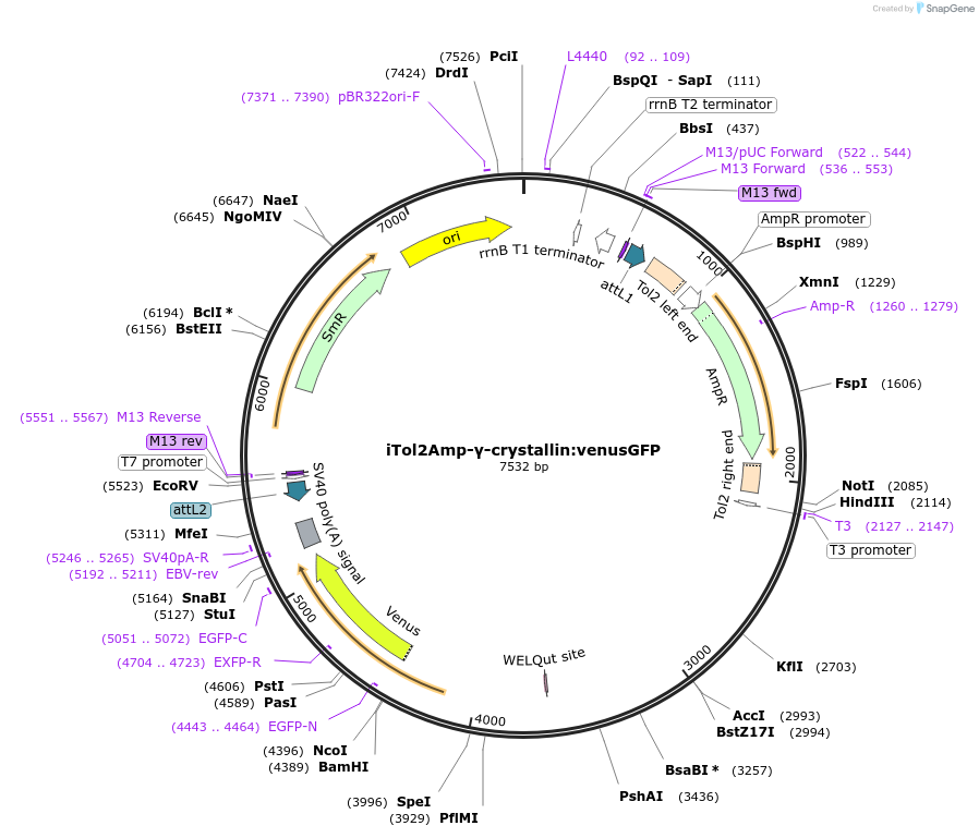 108462-plasmid-map-sequence-id-213750