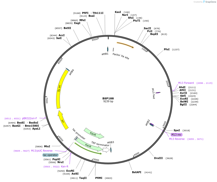 110917-plasmid-map-sequence-id-213752