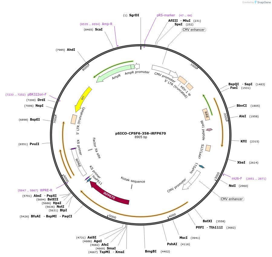 110694-plasmid-map-sequence-id-213753