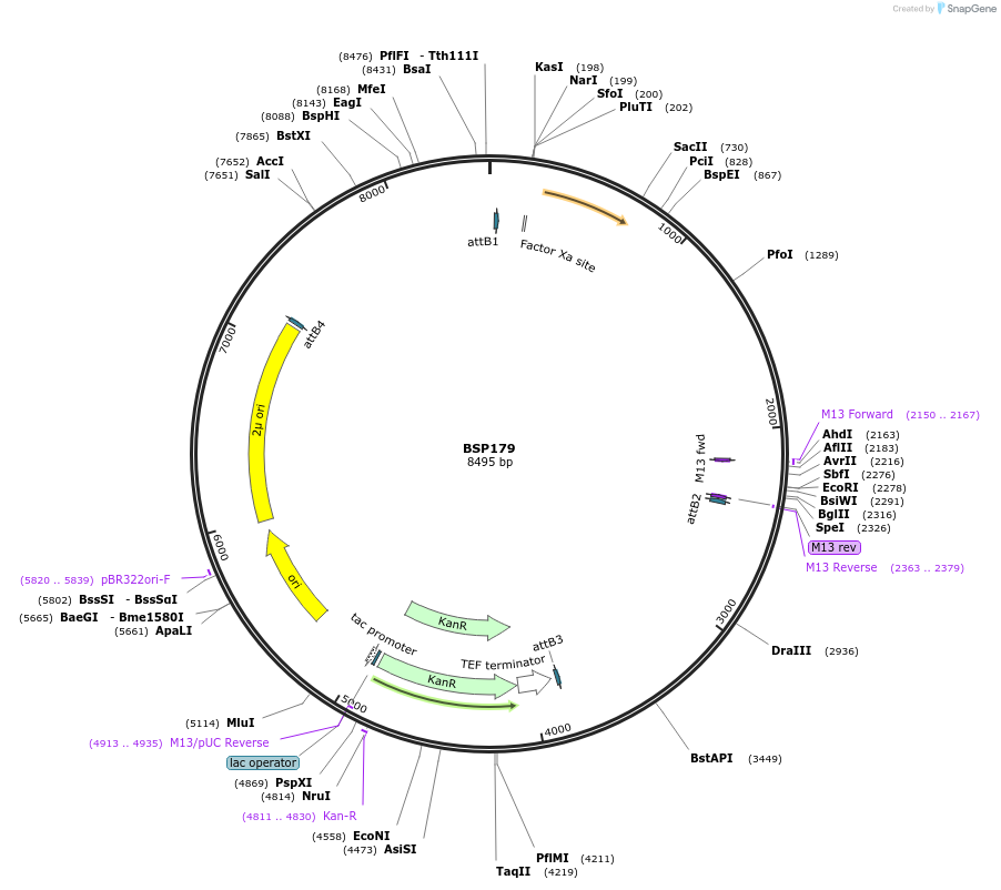 110915-plasmid-map-sequence-id-213754