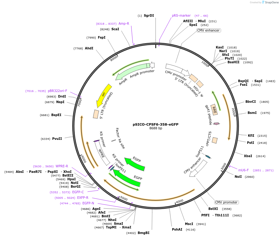 110693-plasmid-map-sequence-id-213756