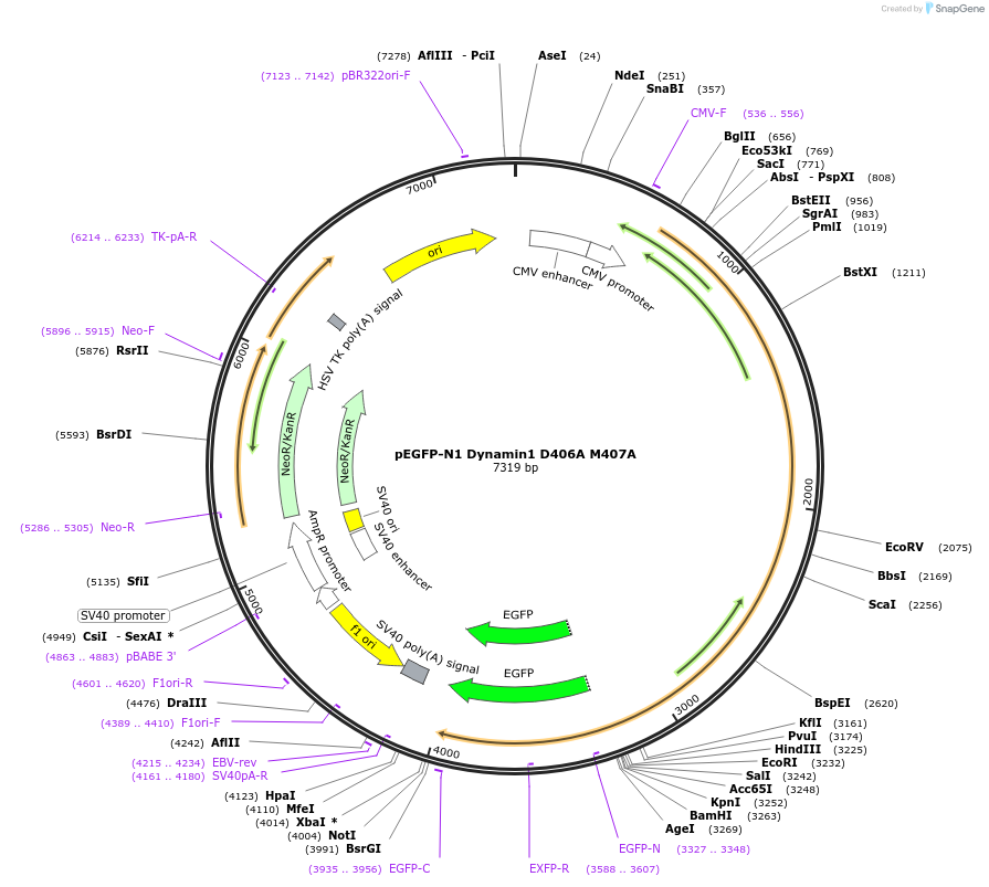 112107-plasmid-map-sequence-id-213759