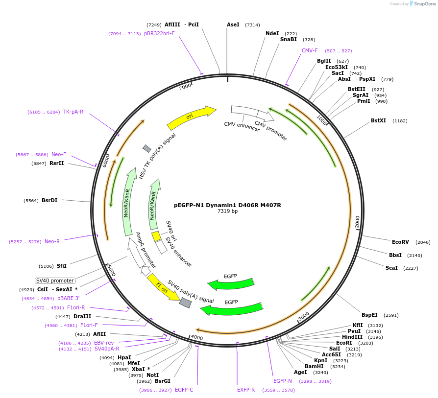 112109-plasmid-map-sequence-id-213763