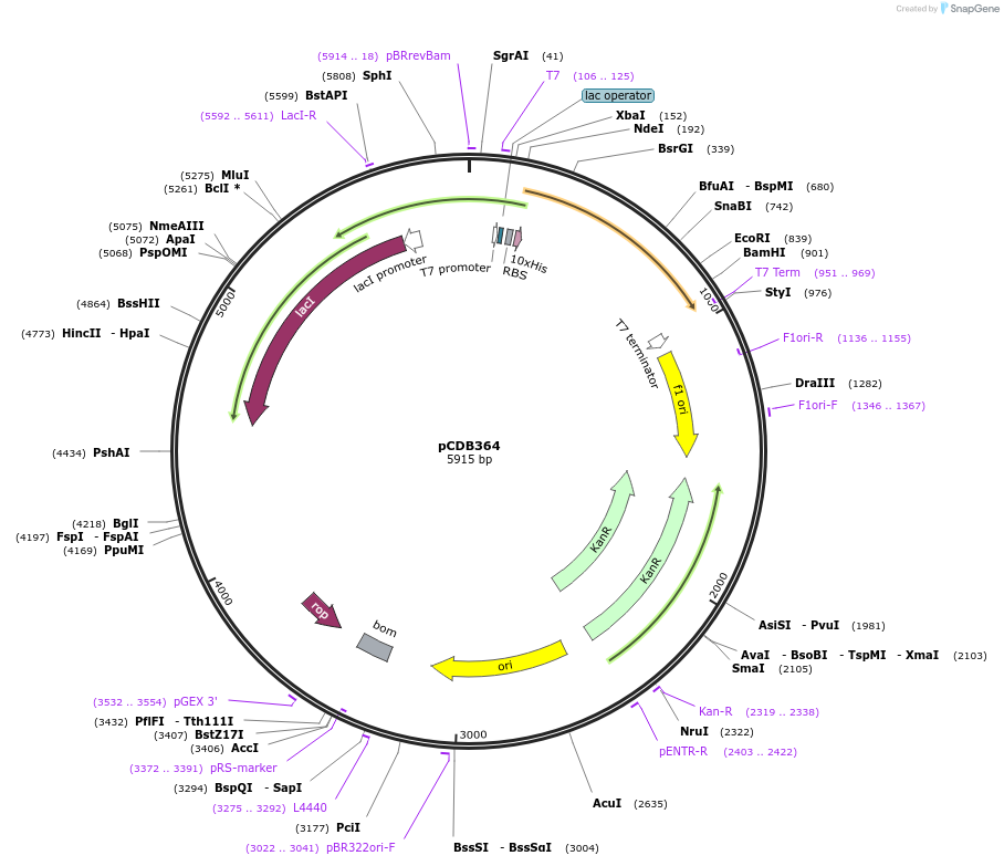 110275-plasmid-map-sequence-id-213768