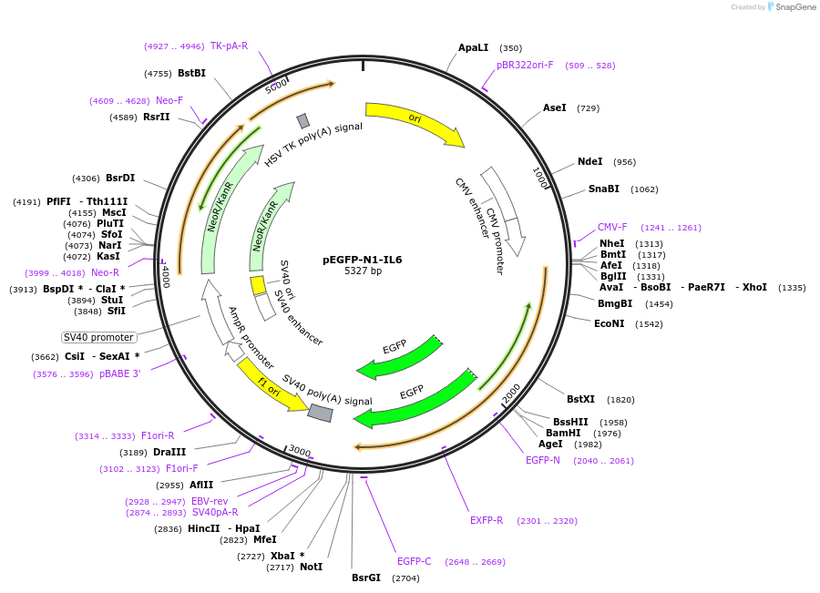 111933-plasmid-map-sequence-id-213785