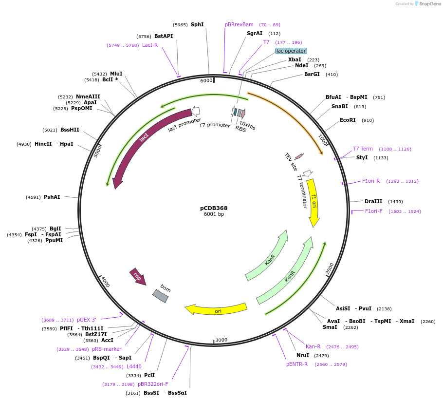 110276-plasmid-map-sequence-id-213787