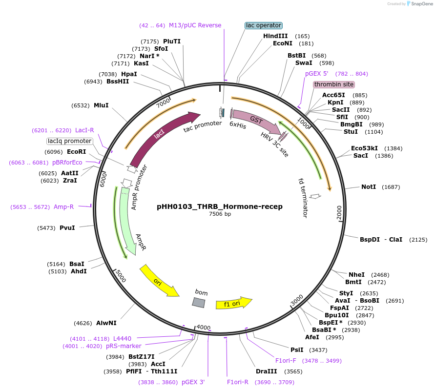 109819-plasmid-map-sequence-id-213788