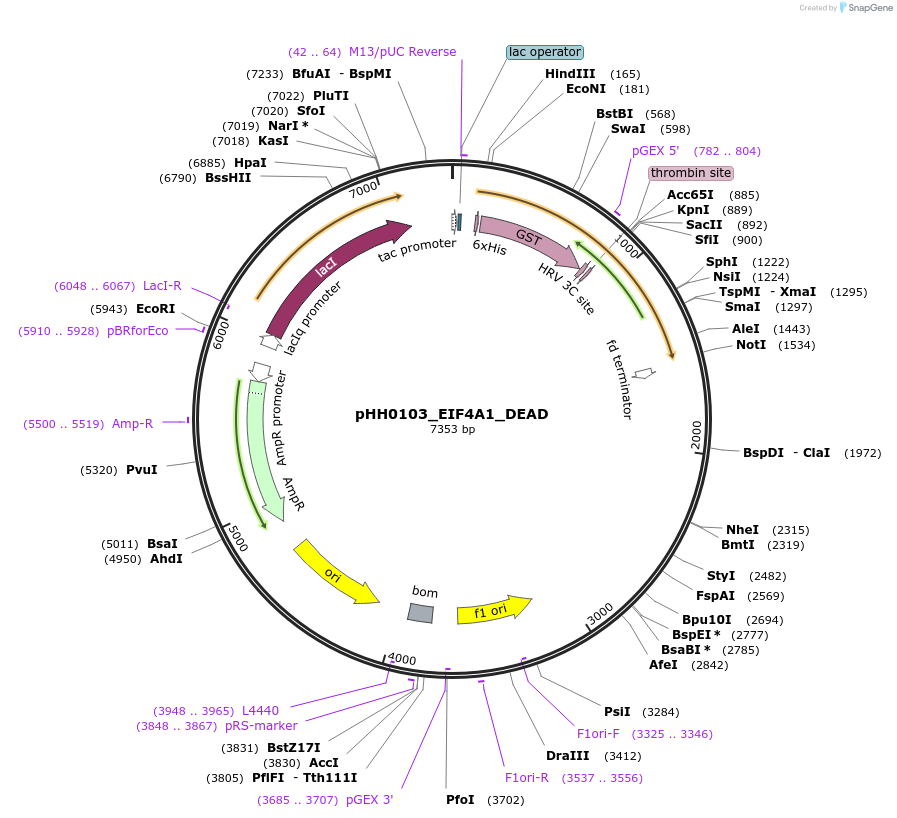109820-plasmid-map-sequence-id-213789