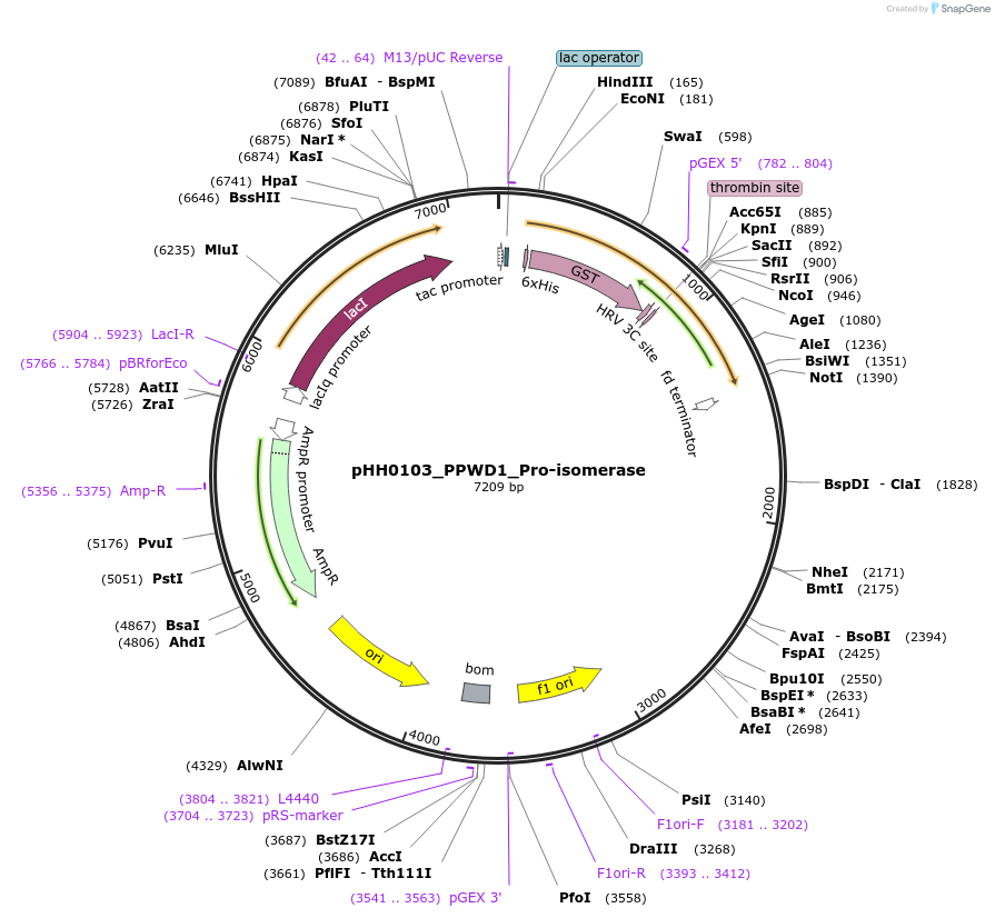 109821-plasmid-map-sequence-id-213791