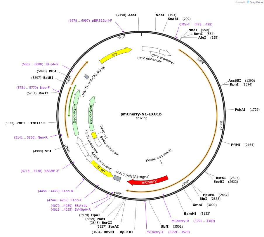 111621-plasmid-map-sequence-id-213793