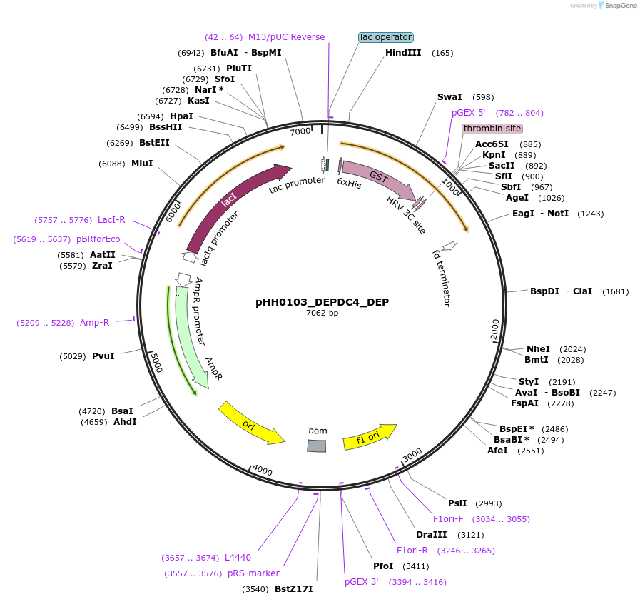 109823-plasmid-map-sequence-id-213794