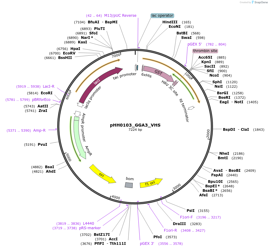 109824-plasmid-map-sequence-id-213797