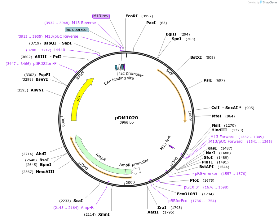 108977-plasmid-map-sequence-id-213799