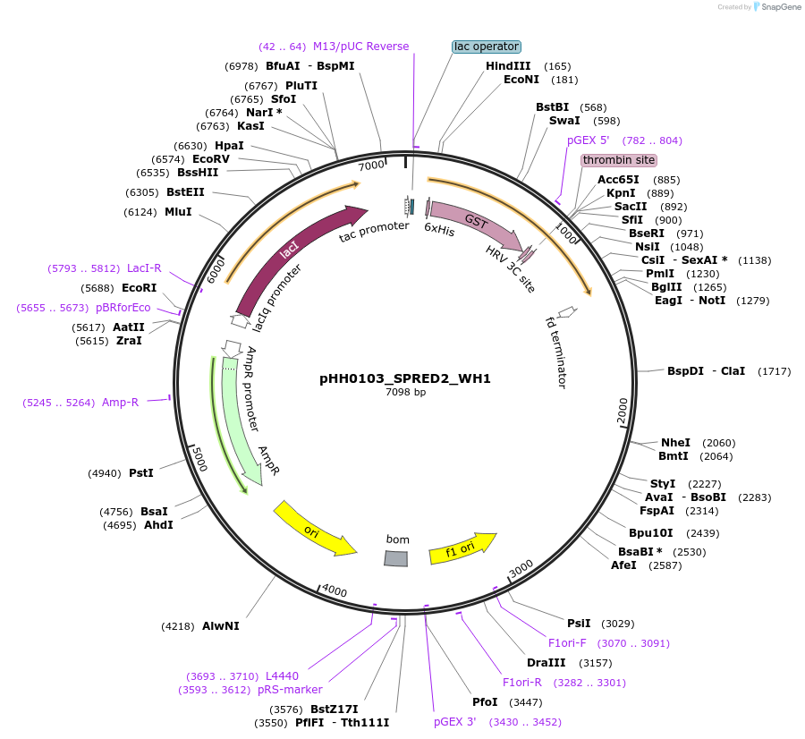109825-plasmid-map-sequence-id-213800