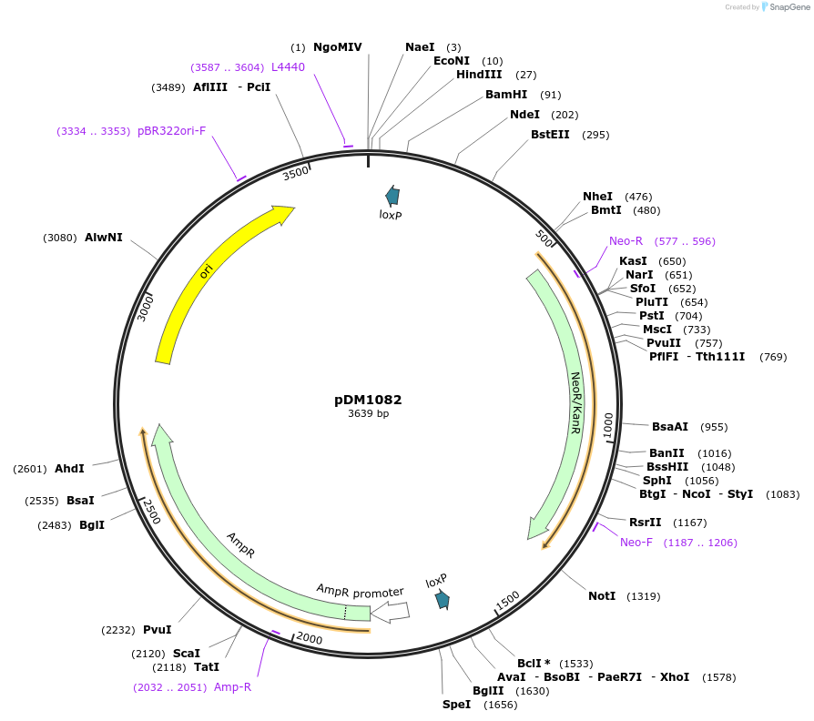 108982-plasmid-map-sequence-id-213801