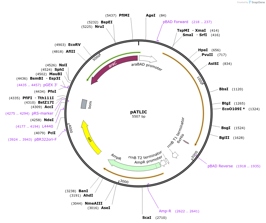 110287-plasmid-map-sequence-id-213806