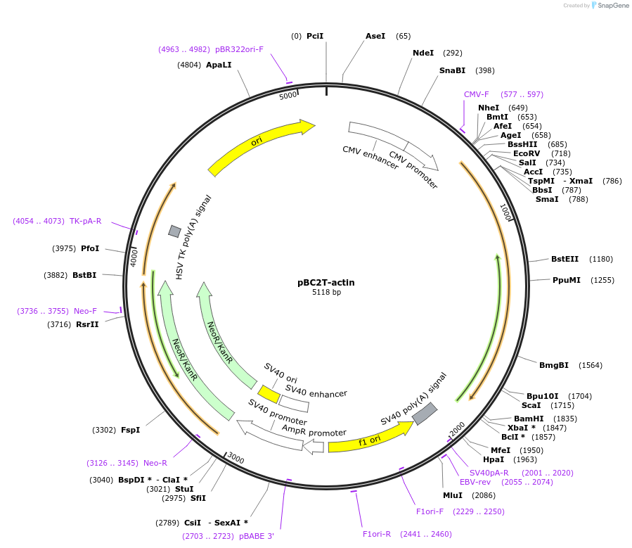 108968-plasmid-map-sequence-id-213808