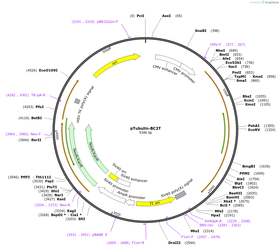 108970-plasmid-map-sequence-id-213811