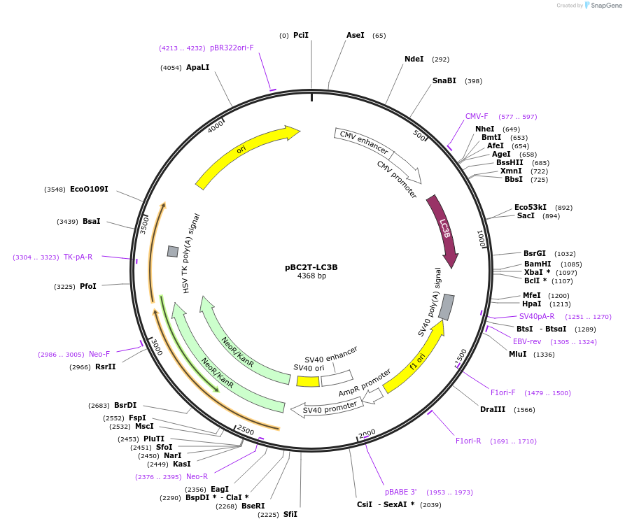 112026-plasmid-map-sequence-id-213813