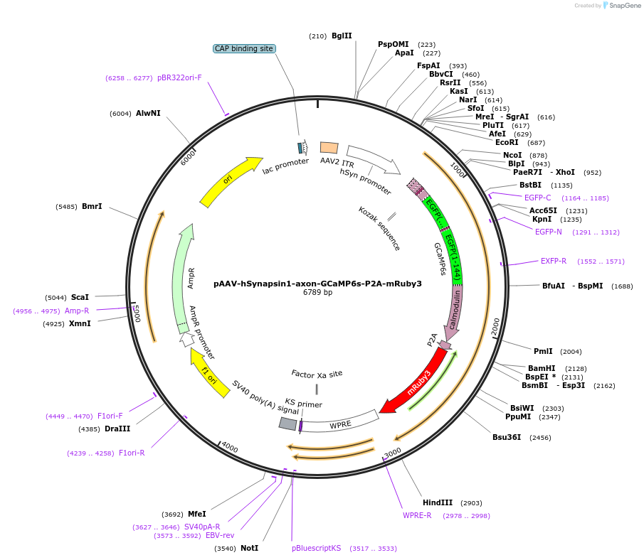 112005-plasmid-map-sequence-id-213865