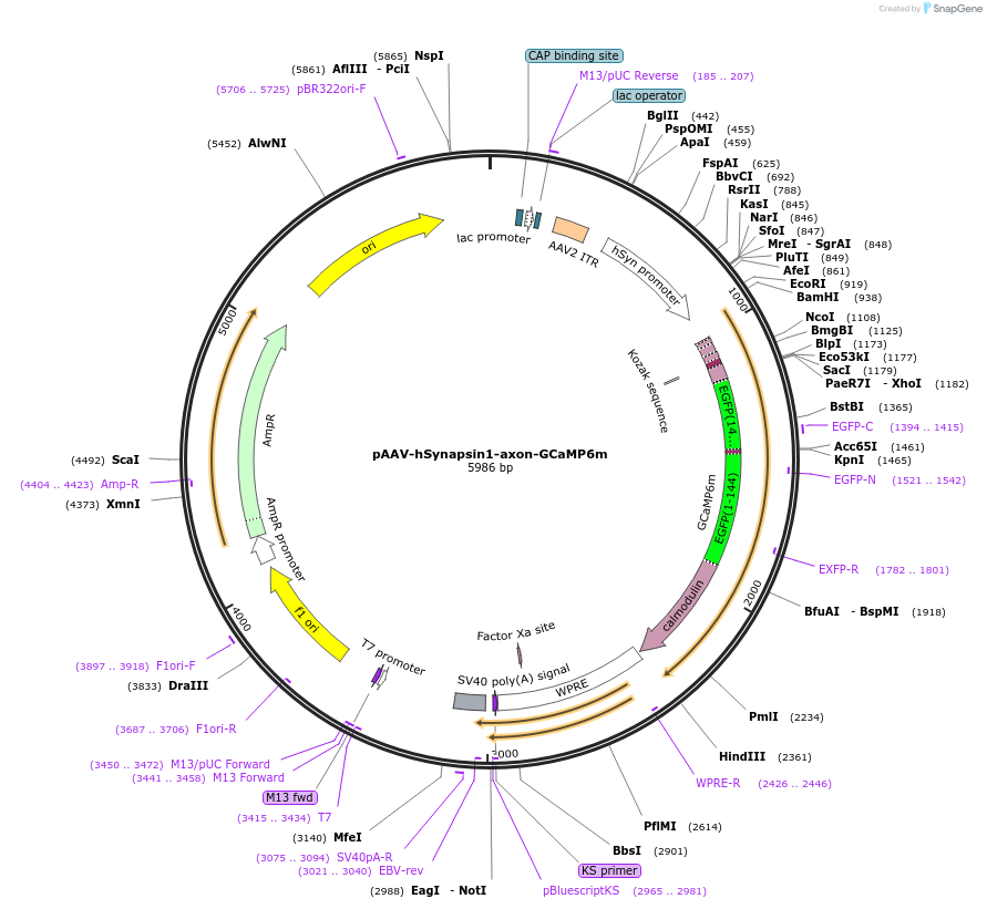 111261-plasmid-map-sequence-id-213868