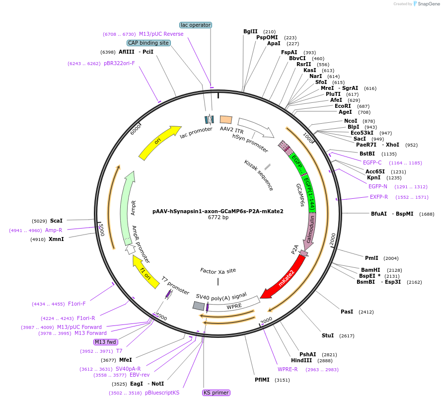 112004-plasmid-map-sequence-id-213870