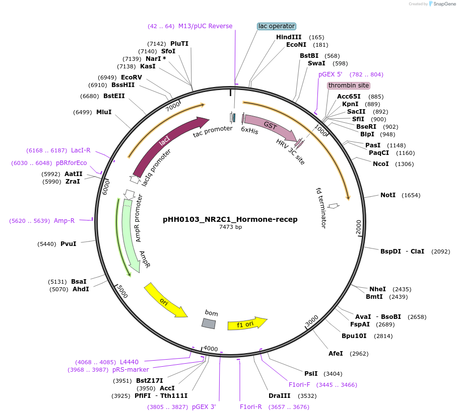109828-plasmid-map-sequence-id-213875