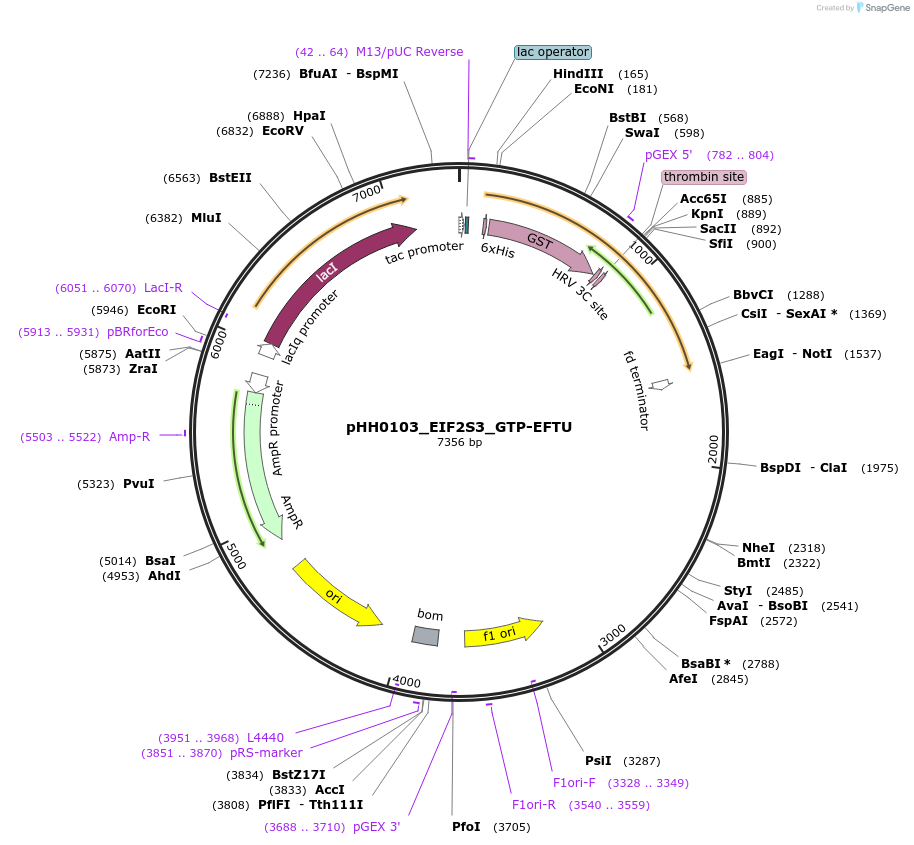 109829-plasmid-map-sequence-id-213876