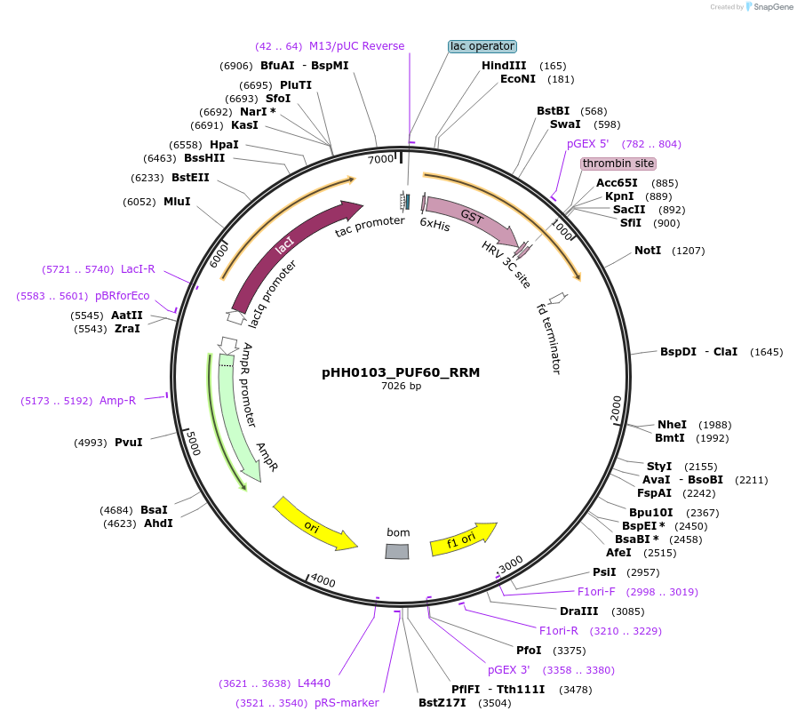 109830-plasmid-map-sequence-id-213877