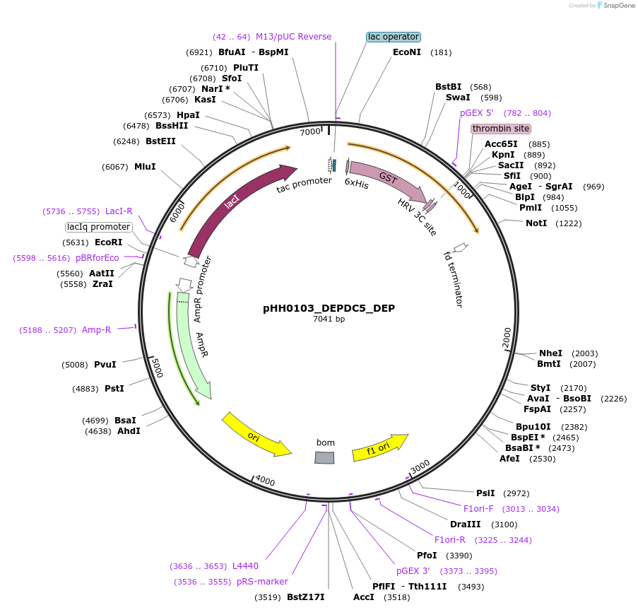 109832-plasmid-map-sequence-id-213883