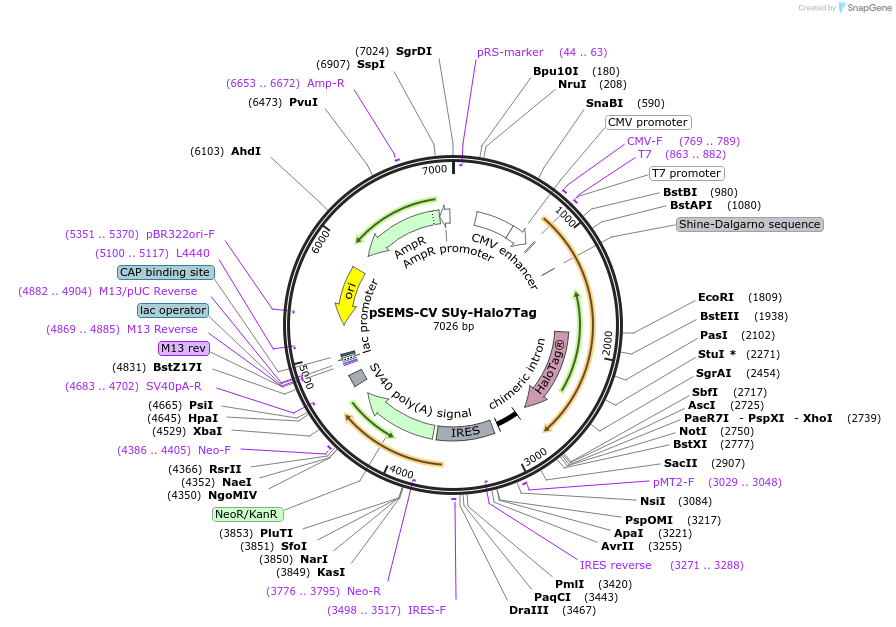 108933-plasmid-map-sequence-id-213884