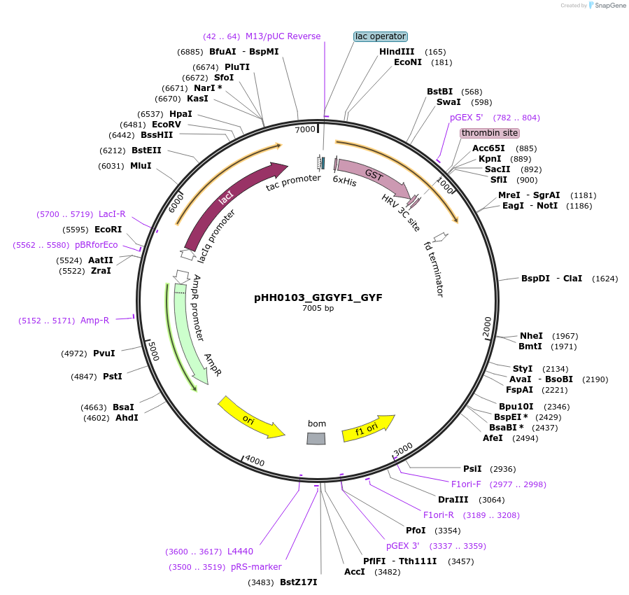 109833-plasmid-map-sequence-id-213885