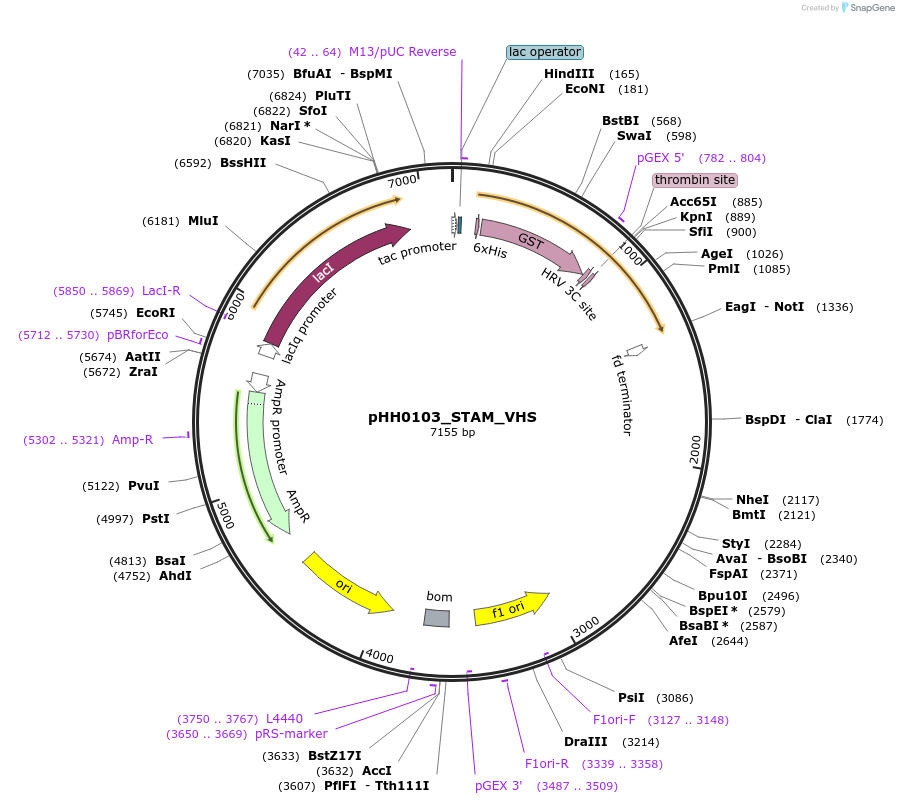 109834-plasmid-map-sequence-id-213886