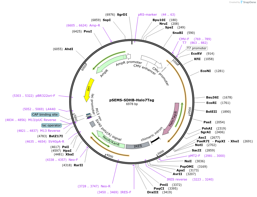 108973-plasmid-map-sequence-id-213888