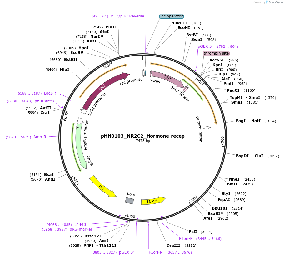 109837-plasmid-map-sequence-id-213889