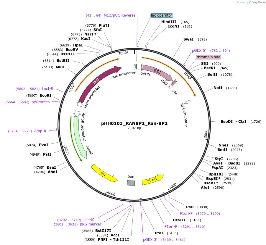 109839-plasmid-map-sequence-id-213890