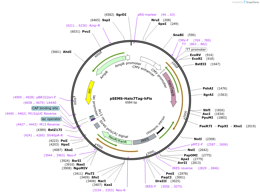 111136-plasmid-map-sequence-id-213892