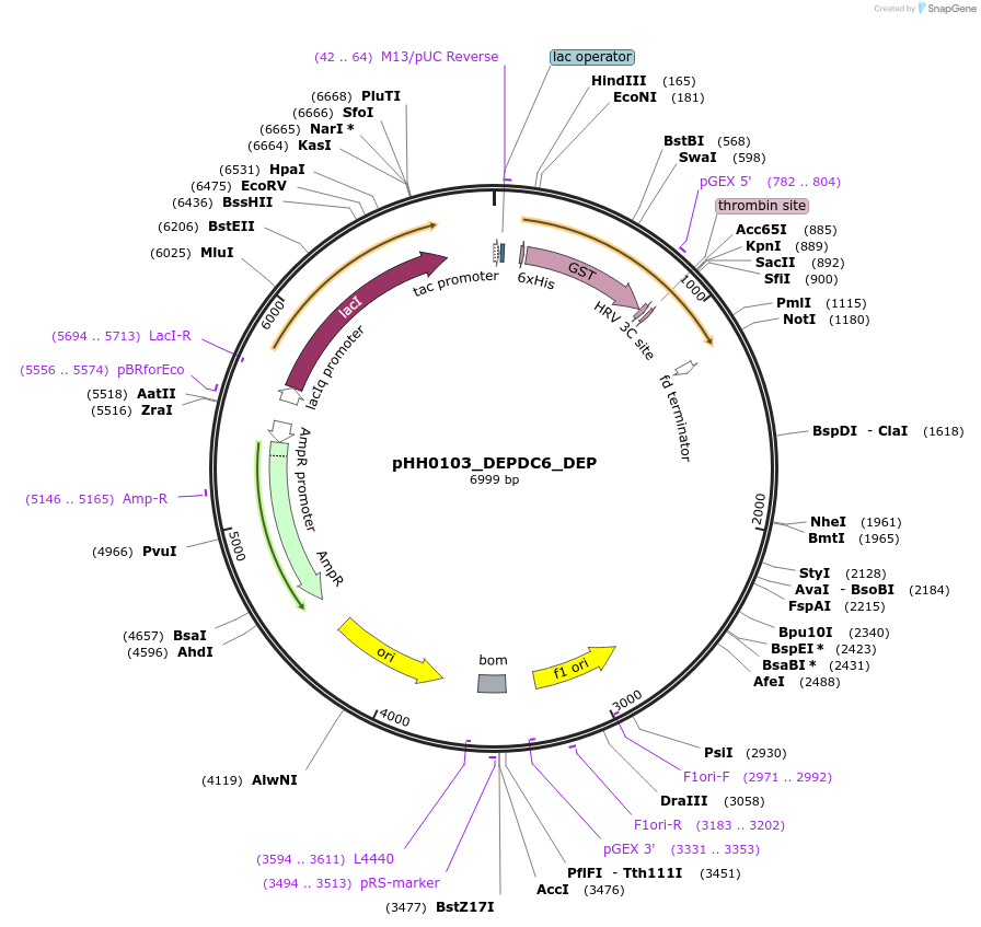 109841-plasmid-map-sequence-id-213893