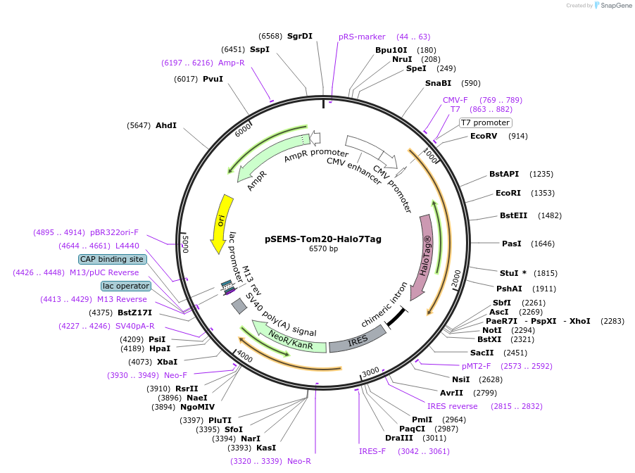 111135-plasmid-map-sequence-id-213894