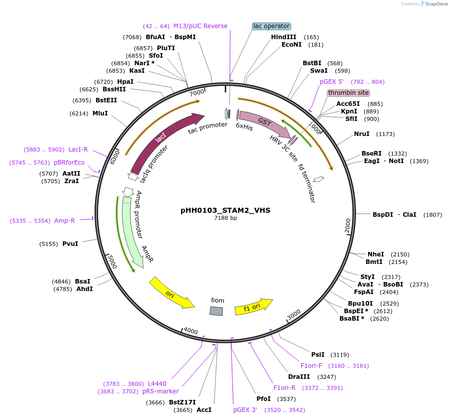 109843-plasmid-map-sequence-id-213896