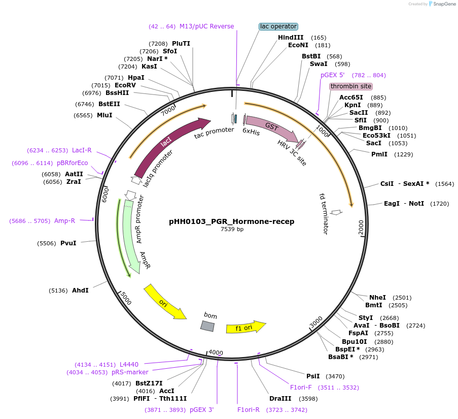 109846-plasmid-map-sequence-id-213898