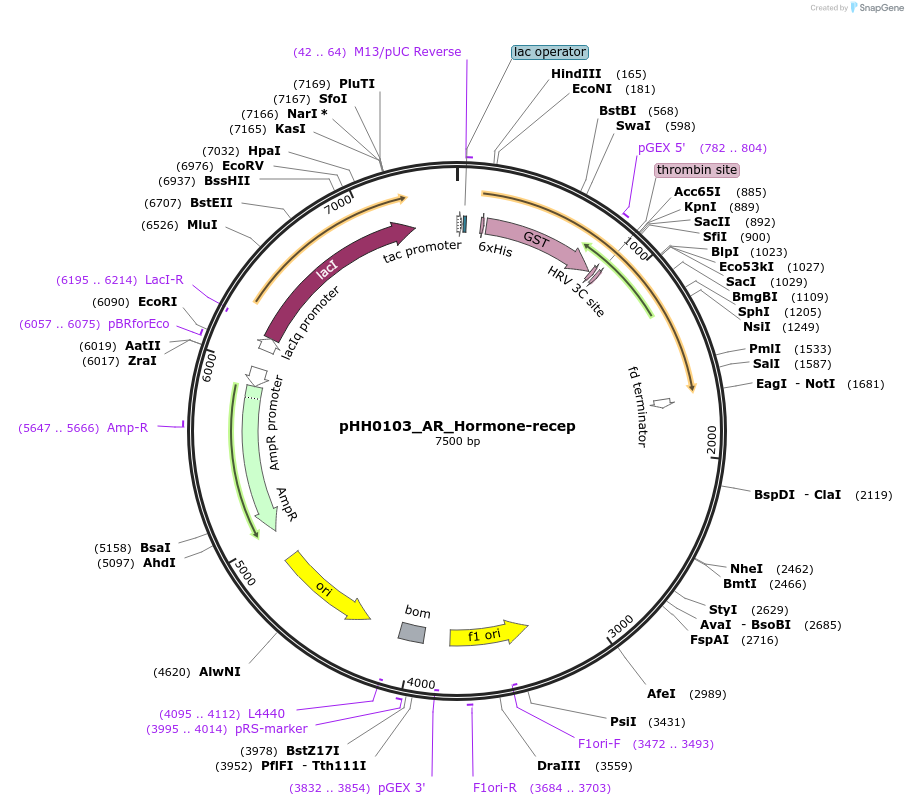 109847-plasmid-map-sequence-id-213899