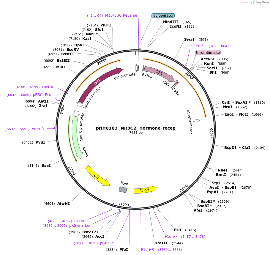 109848-plasmid-map-sequence-id-213900