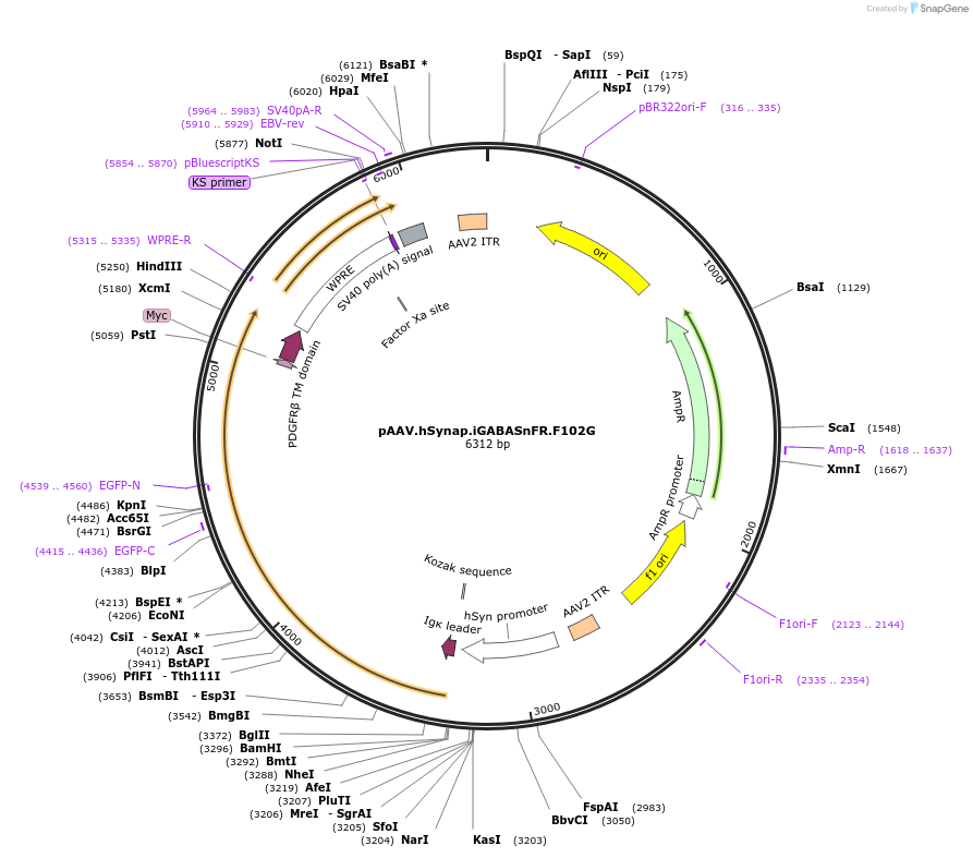 112160-plasmid-map-sequence-id-213903
