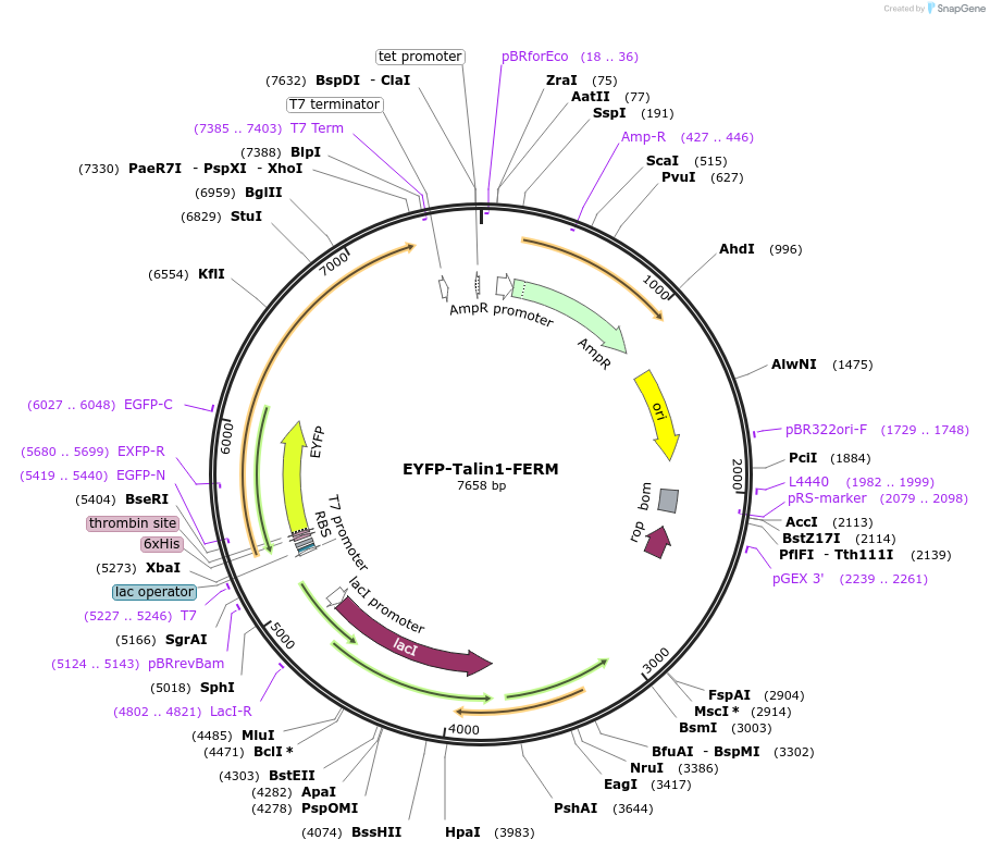 110565-plasmid-map-sequence-id-213906