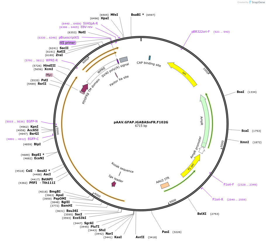 112173-plasmid-map-sequence-id-213913