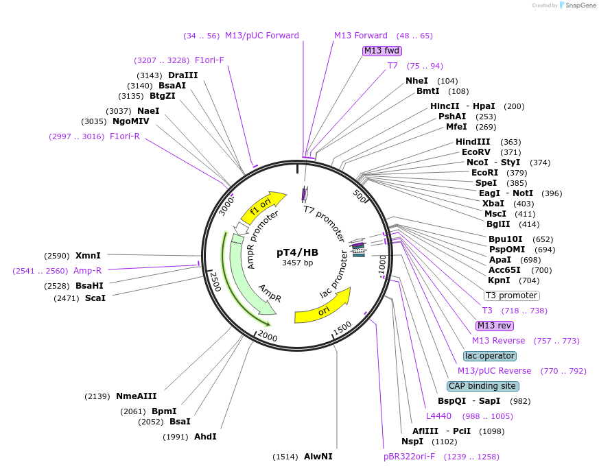 108352-plasmid-map-sequence-id-213916